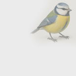 ПРОЕКТ МЕСЯЦА. ЗАБОТА О ЖИВОТНЫХ