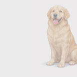 Проект месяца. Братья наши меньшие