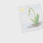 Нежные подснежники