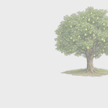 Говорим о бережном отношении к деревьям