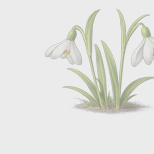 Проект месяца. Красота первоцветов