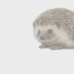 Проект месяца. Семейная «Красная книга»