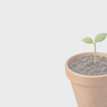 Выращиваем горох