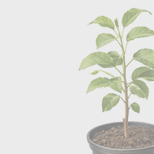 Посадка куста, дерева